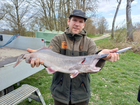 Neubesatz Löffelstör